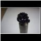 rblume5.jpg